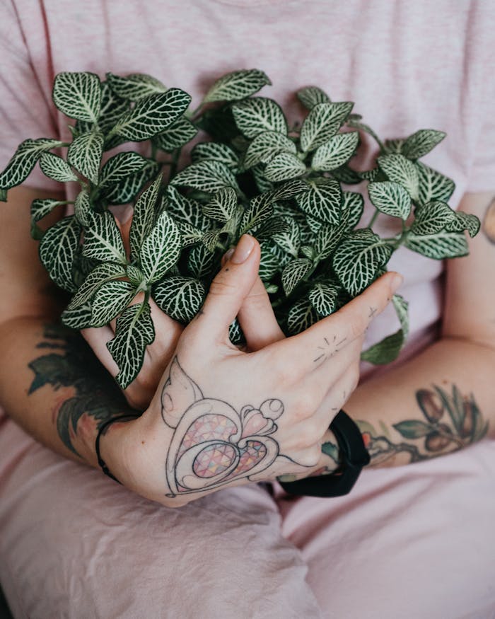 menu-10 Close-up of tattooed hands holding a lush green Fittonia plant. Indoor gardening concept.